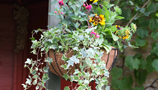 Hanging Baskets (34)